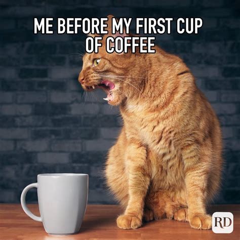 big cat coffee memes|60 Funny Coffee Memes All Java Lovers Will。